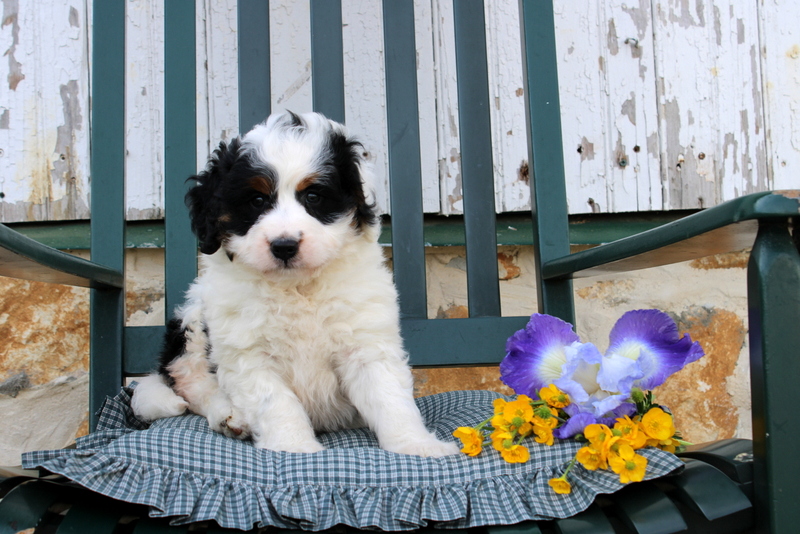 puppy, for, sale, Bernedoodle F2, Matthew B. Stoltzfus, dog, breeder, Gap, PA, dog-breeder, puppy-for-sale, forsale, nearby, find, puppyfind, locator, puppylocator, aca